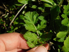 Erodium moschatum