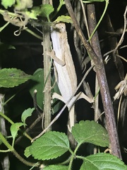 Rieppeleon kerstenii