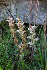 Satyrium pygmaeum