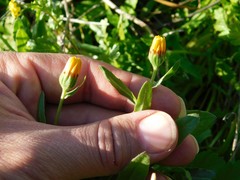 Calendula arvensis