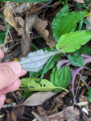 Crepidium roohutuensis