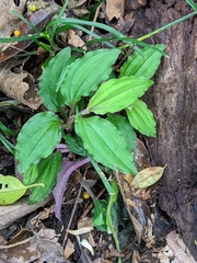 Crepidium roohutuensis