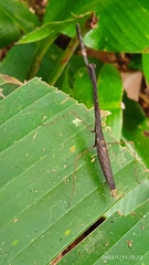 Macromusonia conspersa