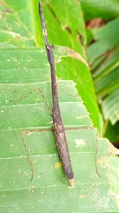 Macromusonia conspersa