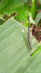 Macromusonia conspersa