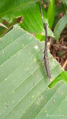 Macromusonia conspersa