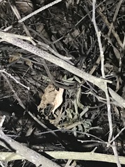 Rieppeleon kerstenii