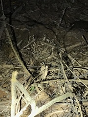 Rieppeleon kerstenii