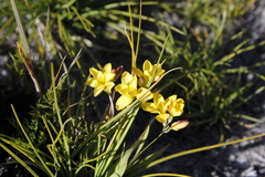 Ixia esterhuyseniae