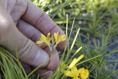 Ixia esterhuyseniae