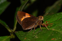 Lychnuchus victa