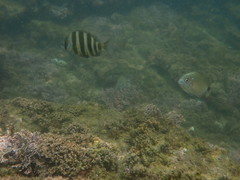Diplodus hottentotus
