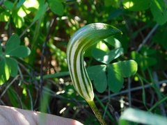 Arisarum vulgare