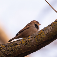 Passer domesticus