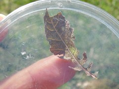 Brassica tournefortii