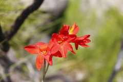 Gladiolus nerineoides
