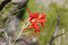 Gladiolus nerineoides