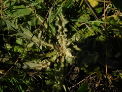 Verbascum sinuatum