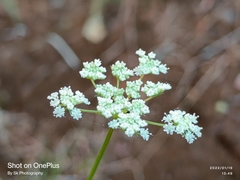 Ligusticum grayi