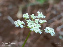 Ligusticum grayi