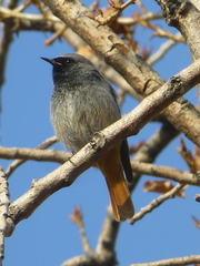 Phoenicurus ochruros
