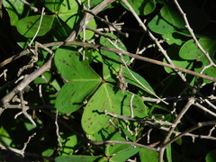 Oxalis pes-caprae