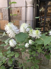 Fothergilla major