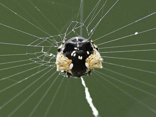 Gasteracantha mediofusca (Gasteracantha mediofusca)