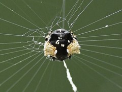 Gasteracantha mediofusca