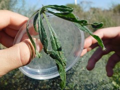 Echium angustifolium