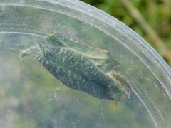 Echium angustifolium