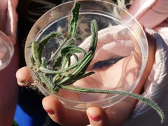 Echium angustifolium