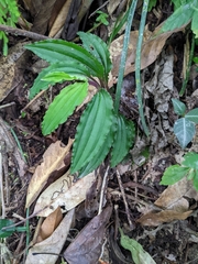 Crepidium roohutuensis
