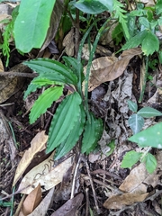 Crepidium roohutuensis