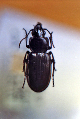 Pterostichus aterrimus