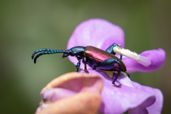 Sagra bicolor