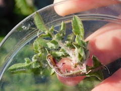 Centaurea procurrens