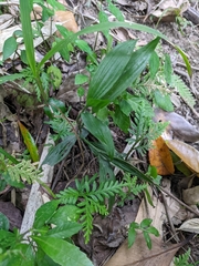 Tropidia curculigoides