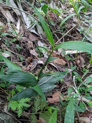 Tropidia curculigoides