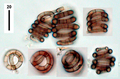 Helicodendron multiseptatum