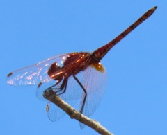 Trithemis annulata annulata