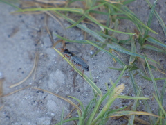 Epicauta fulvicornis