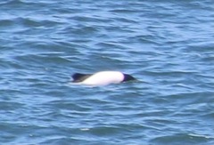 Cephalorhynchus commersonii