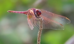 Trithemis annulata annulata