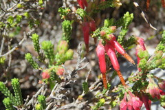 Erica monadelphia
