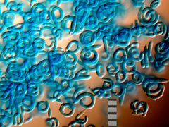 Helicodendron triglitziense