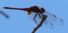 Trithemis annulata annulata