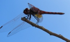 Trithemis annulata annulata