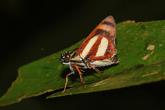 Propertius propertius