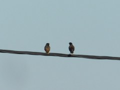 Acridotheres tristis